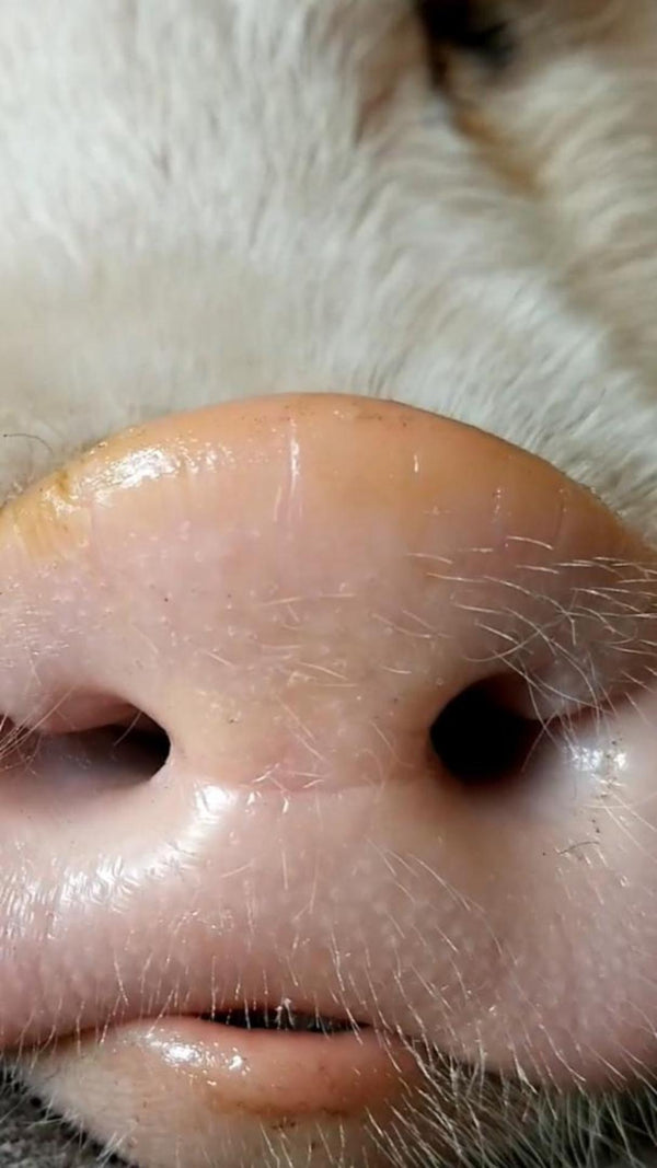 SnoutStik-Thumbnail.jpg__PID:10eca5e8-e65f-42c2-9085-33a93d38d5b5