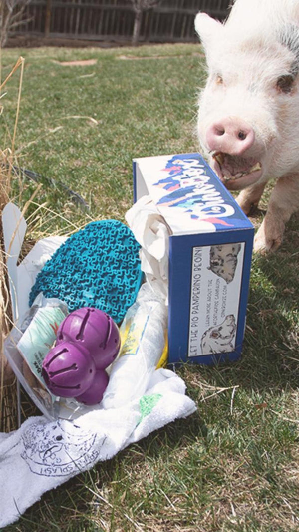 Spring clean OinkBox 2026-1-Thumbnail.jpg__PID:a0569327-4498-455a-91bc-b6f5a2dec5c9